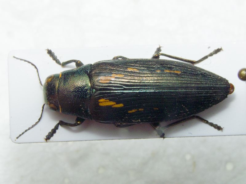 Buprestis dalmatina Mannerheim, 1837